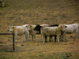 Cattle