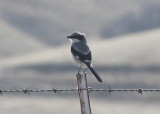 Loggerhead Shrike
