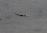 Prairie Falcon in Flight