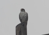 Prairie Falcon
