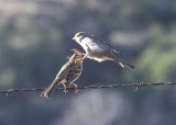 White-crowned Sparrows