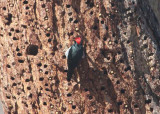 Acorn Woodpecker