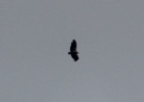 California Condor