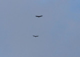 Condors