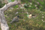Junco