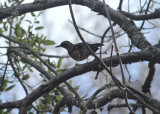 Varied Thrush