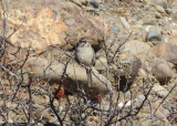 Rufous-crowned Sparrow