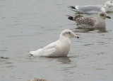 Glaucous Gull