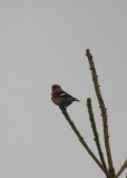 Pine Grosbeak