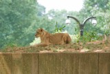 The zoo had seven lion cubs born in 2010