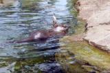 River otter