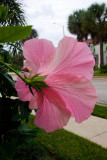 hibiscus 3