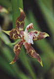 Odontoglossum cristatum