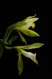 Vanilla planifolia