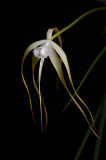 Brassavola culculata