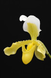 Paphiopedilum insigne var sanderae