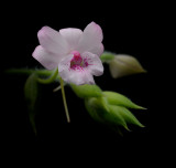 Calanthe rosea