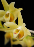 Dendrobium catenatum