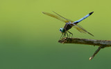Dragonfly and Bokeh