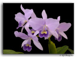 Cattleya portia Edward Wood var coerulea