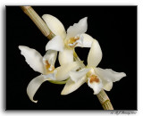 Dendrobium tetrachromum