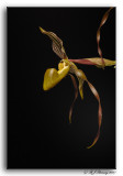 Paphiopedilum Temptation