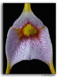 Masdevallia Snow Cone