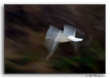 Seagull at Sunrise