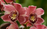 Cymbidium hybrid