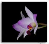 Laelia anceps var guerrero