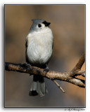 Tufted Titmouse