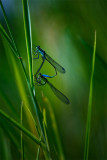 blue dragonfly