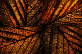 leaf pattern