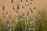 Aussie-Lavender_DSC6957.jpg