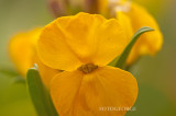 Wallflower_DSC6934.jpg