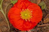 Poppy_DSC7026.jpg