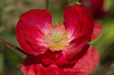 Papaver-rhoeas_DSC00400.jpg