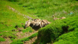 Griffin Vultures - dont fall asleep sunbathing !