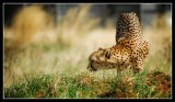 Cheetah