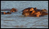 Hippos at Sunset
