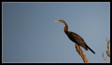 African Darter