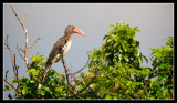 Hornbill