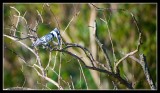 Pied Kingfisher