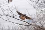 Red-shouldered hawk