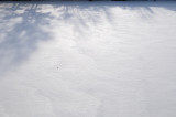 Shadowplay