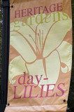 Day lilies