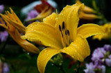 day lilly