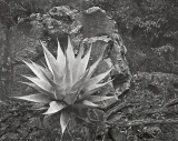 Green Gulch, Big Bend Natl Park, Texas   19900120