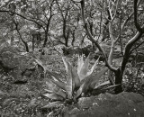 Green Gulch, Big Bend Natl Park, Texas   19900121