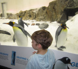 Hudson admires the penguins at Melbourne Aquarium